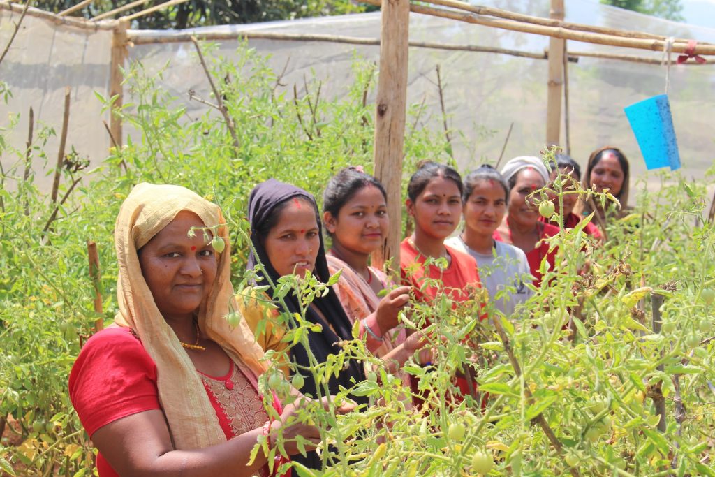 A line of women stand in a garden of tomator plants. They are looking at the camera.