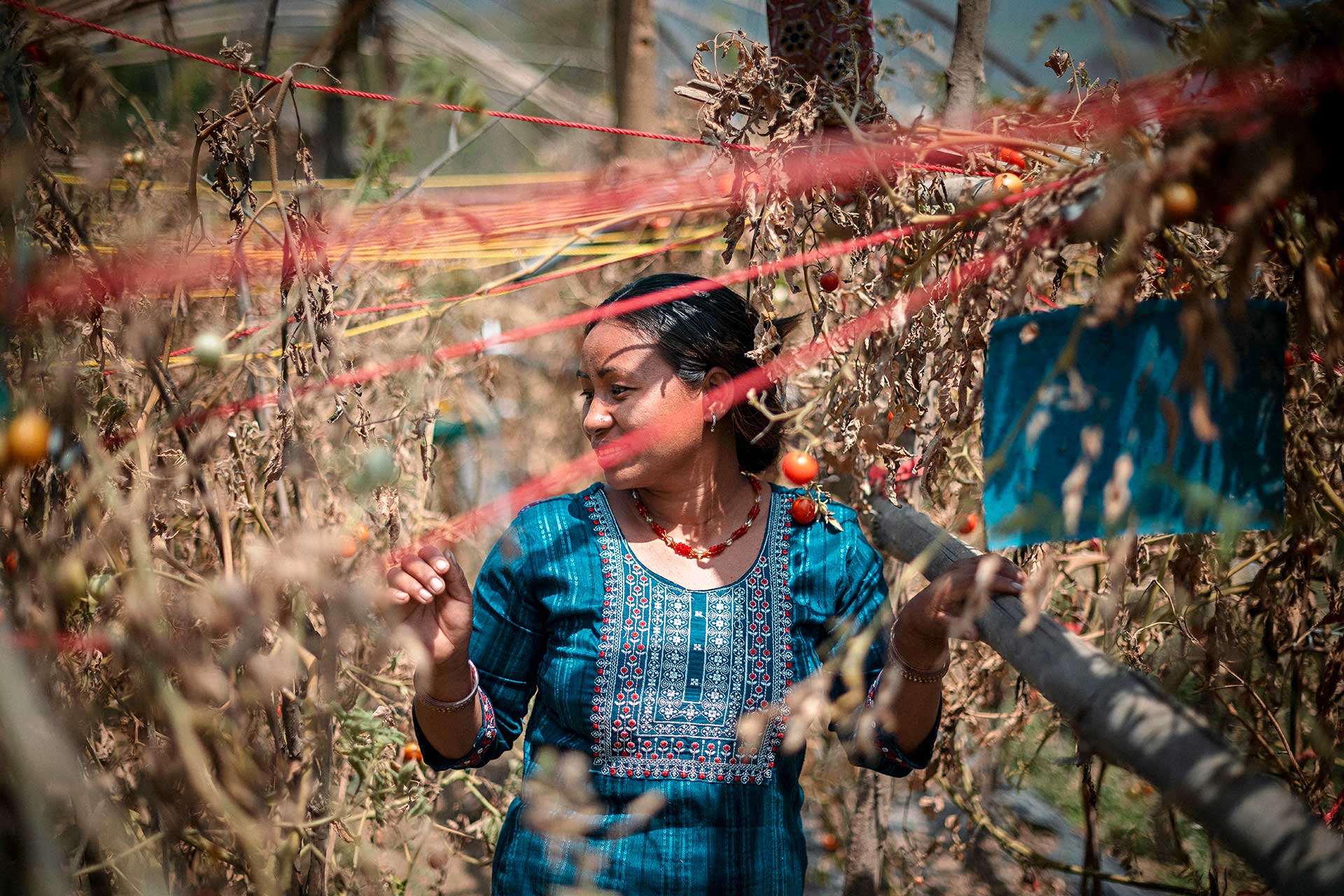 Nepalilainen nainen seisoo kuivuneiden tomaatintaimien keskellä. Kuvan etualalla on tomaattien varsia tukevia naruja poikittain.